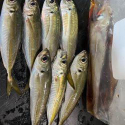 今年初ヤリイカ！