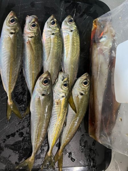 今年初ヤリイカ！