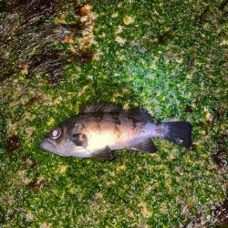 なかなかアジは釣れず。