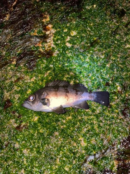 なかなかアジは釣れず。