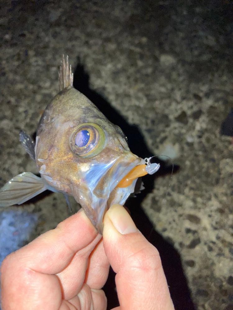 【メバリング】続•フロートメバリング