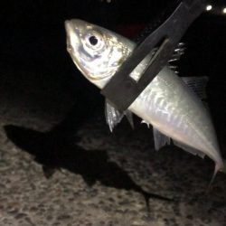 この寒さの中でも釣れました