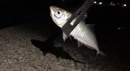 この寒さの中でも釣れました