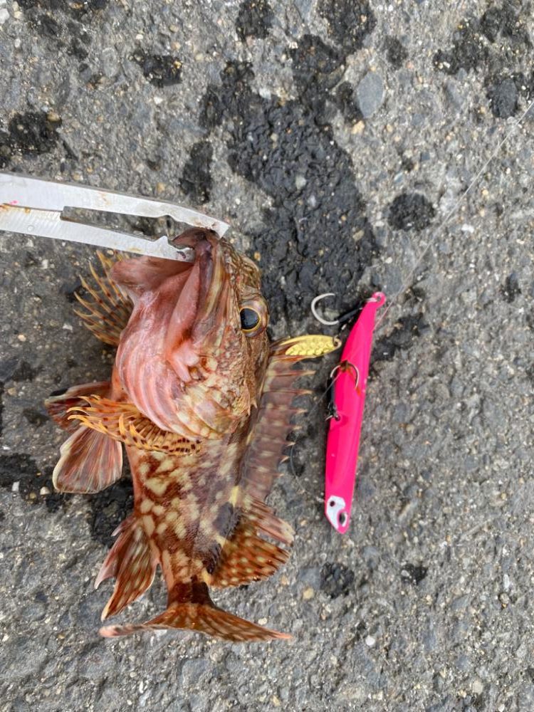 あらかぶはうらぎらない