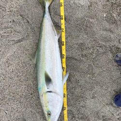 吹上浜ブリついに‥