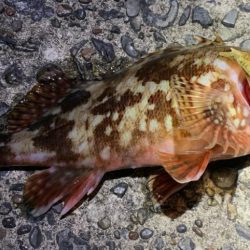 漁港でカマス狙い！カサゴも？