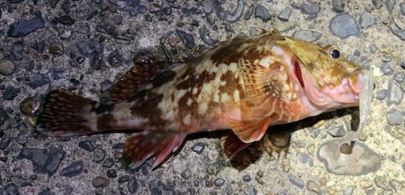 漁港でカマス狙い！カサゴも？