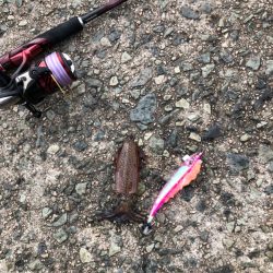 餌まきエギング！