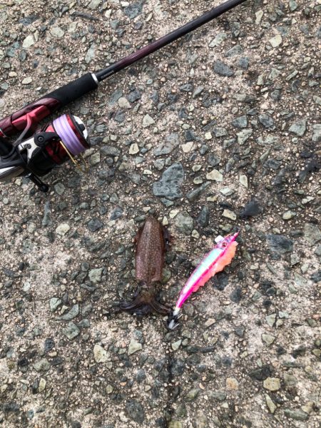 餌まきエギング！