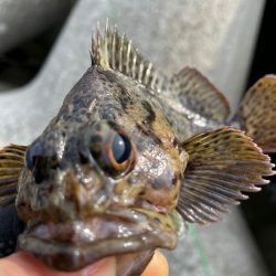 厳しい穴釣り#4