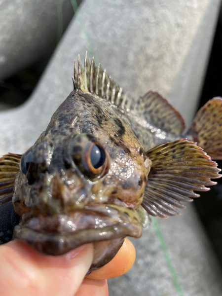 厳しい穴釣り#4