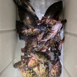 東京湾奥、夜メバル