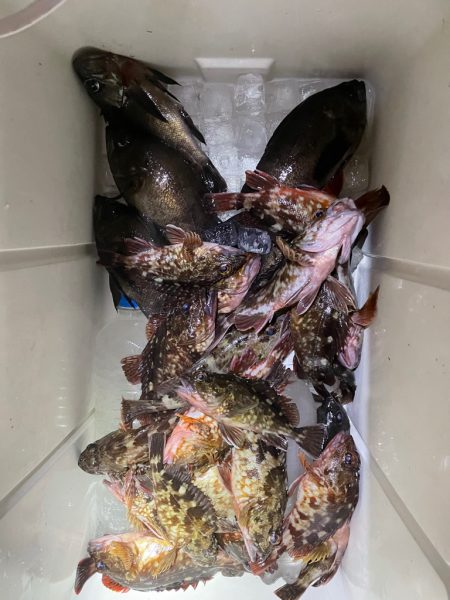 東京湾奥、夜メバル