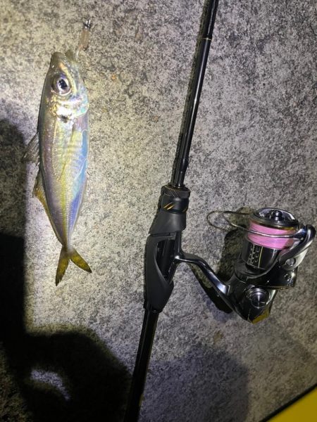 呼子、アジ好調ですね。