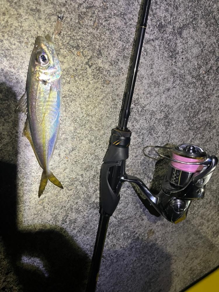 呼子、アジ好調ですね。