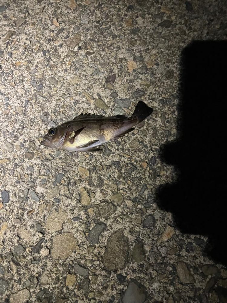 メバリングへ香住東港へ