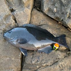 寒グレは難しい(；；)