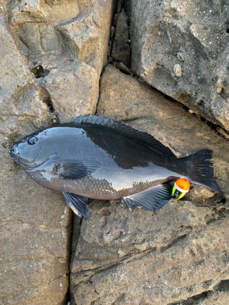 寒グレは難しい(；；)