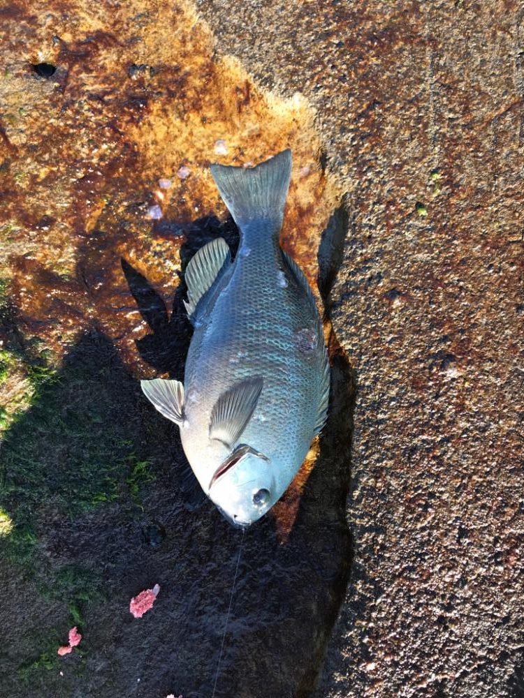 ホントに久々の釣り