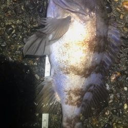 メバルとタケノコ