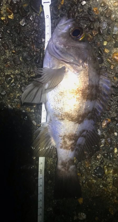 メバルとタケノコ