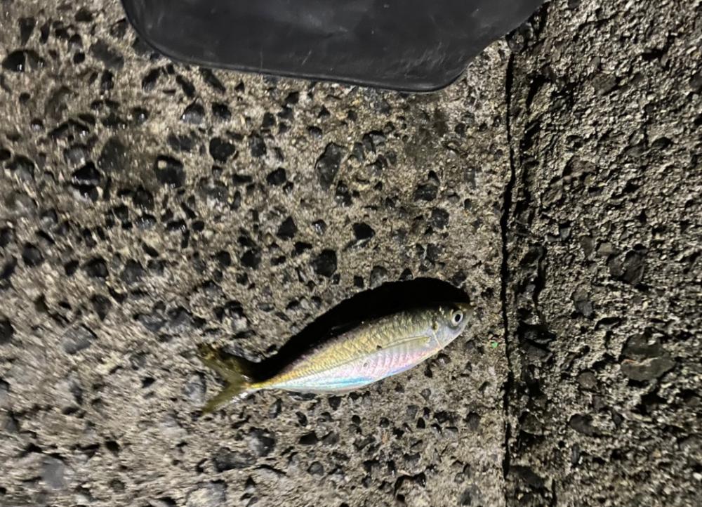 アジングプチ遠征