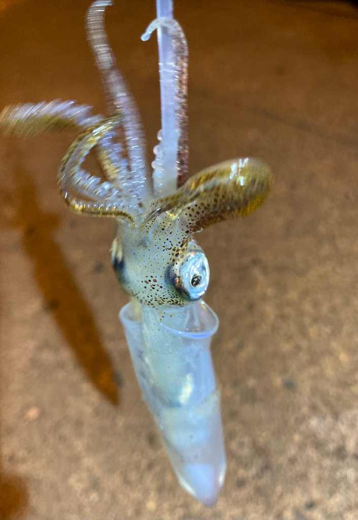 ヒイカおった、おった(^^)