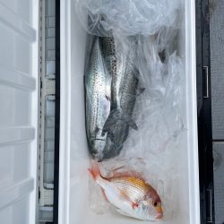 サワラ　タチウオ便