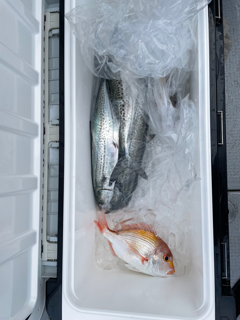 サワラ タチウオ便