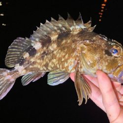 癒しのガッちゃん、アジはおらん！