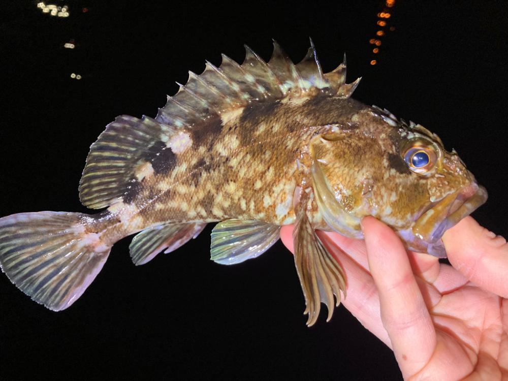 癒しのガッちゃん、アジはおらん！