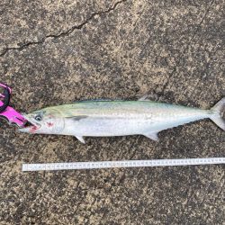 さらしの下はやっぱり激アツ!