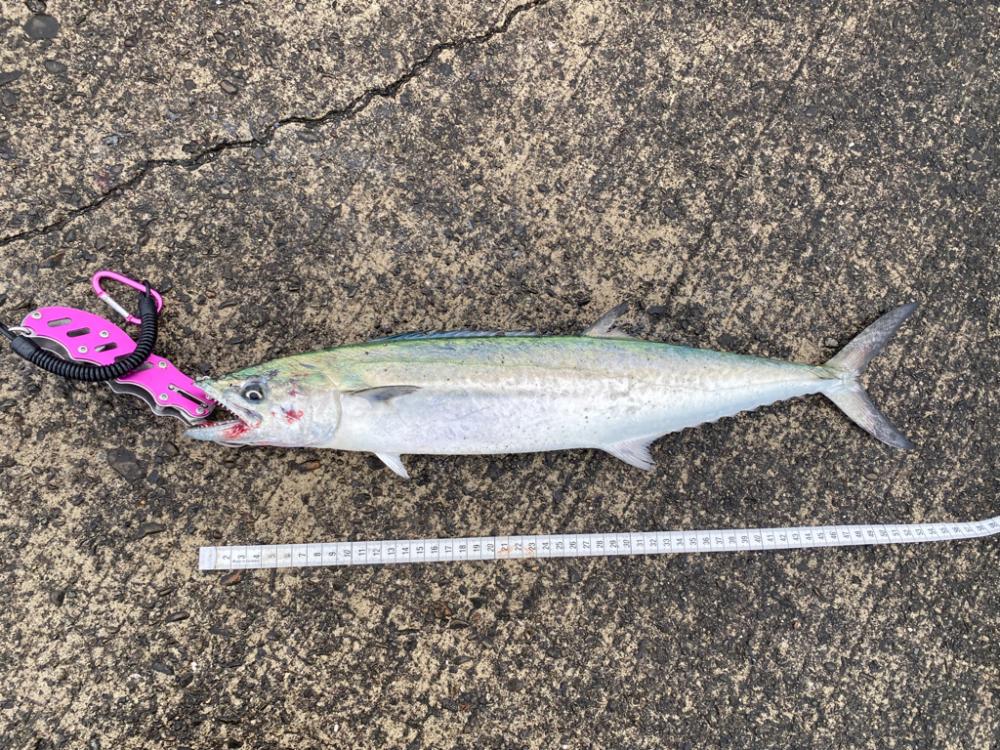 さらしの下はやっぱり激アツ!