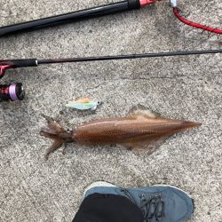 朝9時からの餌巻きエギング！