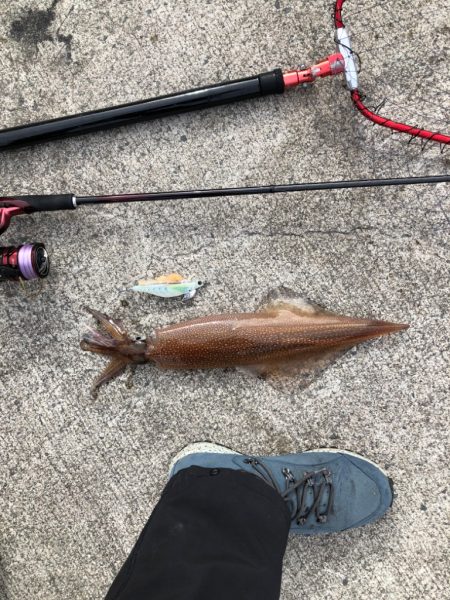 朝9時からの餌巻きエギング！