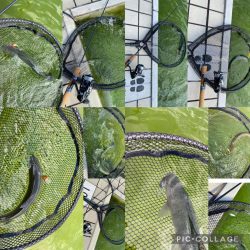 かめプー　亀岡市　