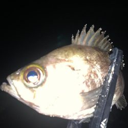 ライトゲーム釣行