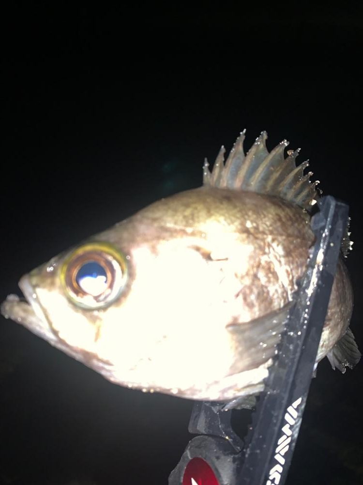 ライトゲーム釣行