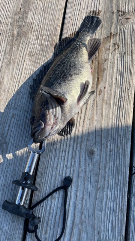 釣堀海恵の釣果