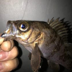 久しぶりの釣り