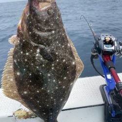 大原沖、ヒラメ泳がせ