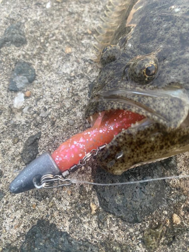 今年初ヒラメ（ソゲ）