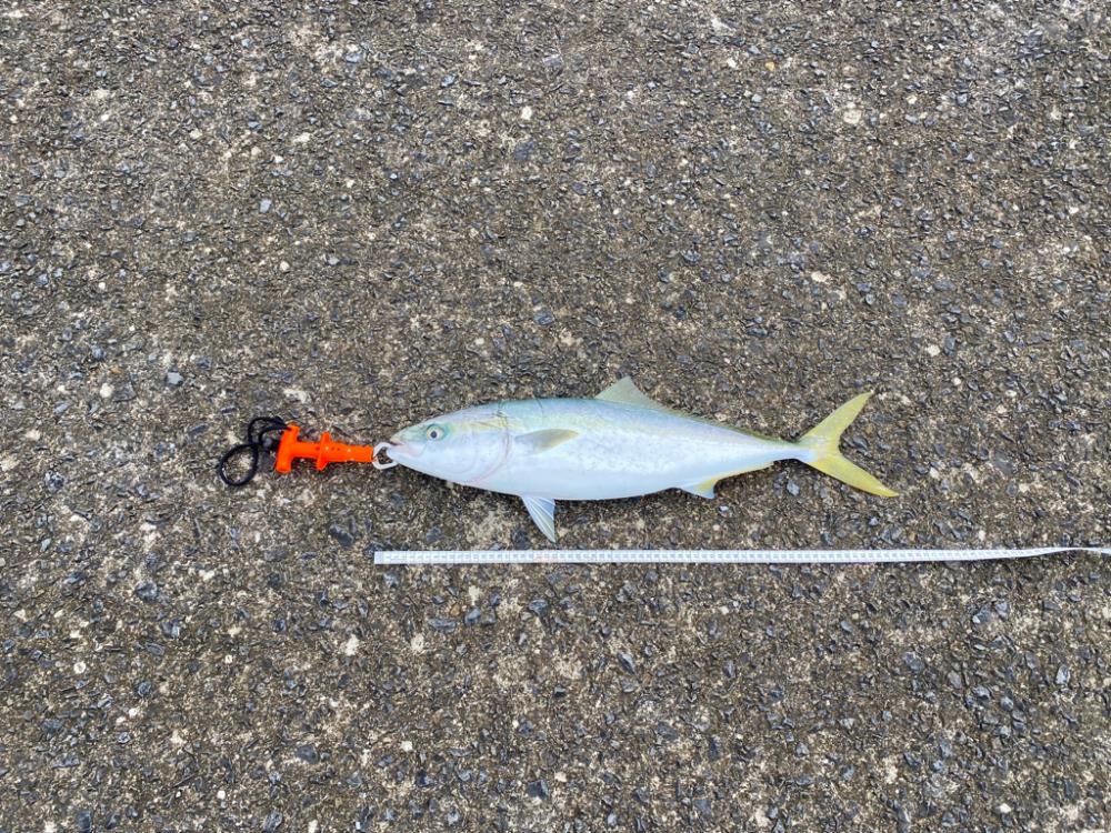 自作の落としダモ初出動！（笑）