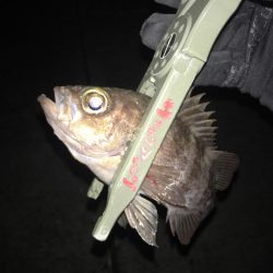 夏泊メバリング