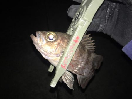 夏泊メバリング