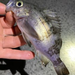 2月23日のメバリング