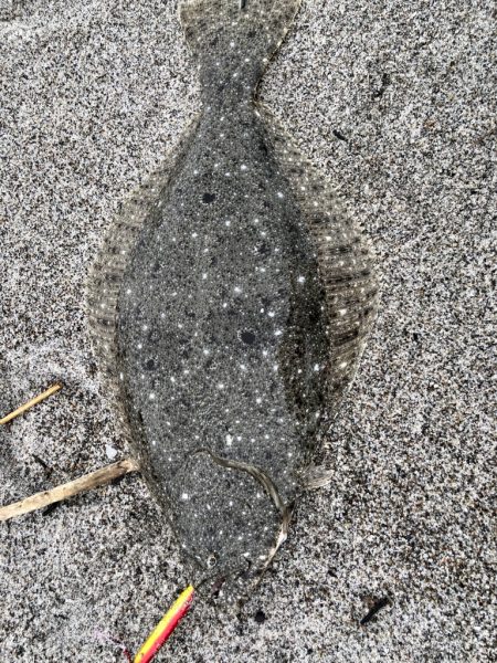 久しぶりのヒラメ