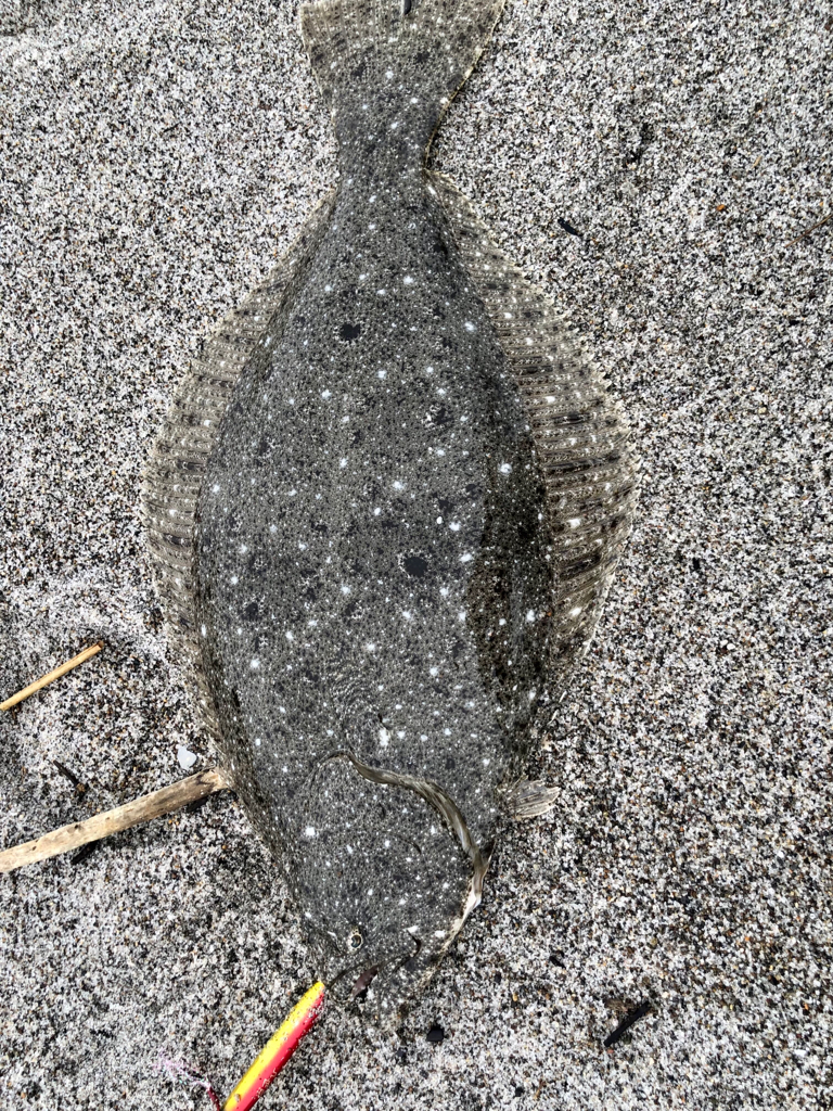 久しぶりのヒラメ