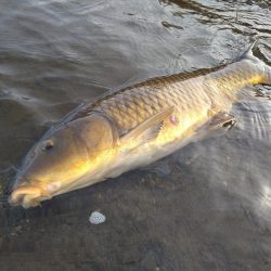 サクラマス釣行で80センチオーバー