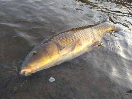 サクラマス釣行で80センチオーバー